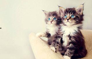 娱乐吃瓜小猫咪视频,揭秘娱乐圈那些事儿